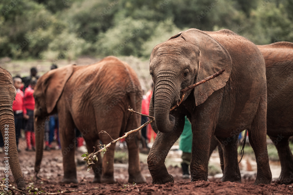 Baby elephant carrying a tree branch with its trunk Stock Photo Adobe
