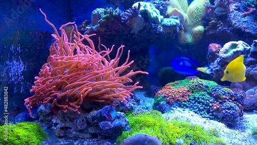 Sea anemone and colorful tropical fishes photo