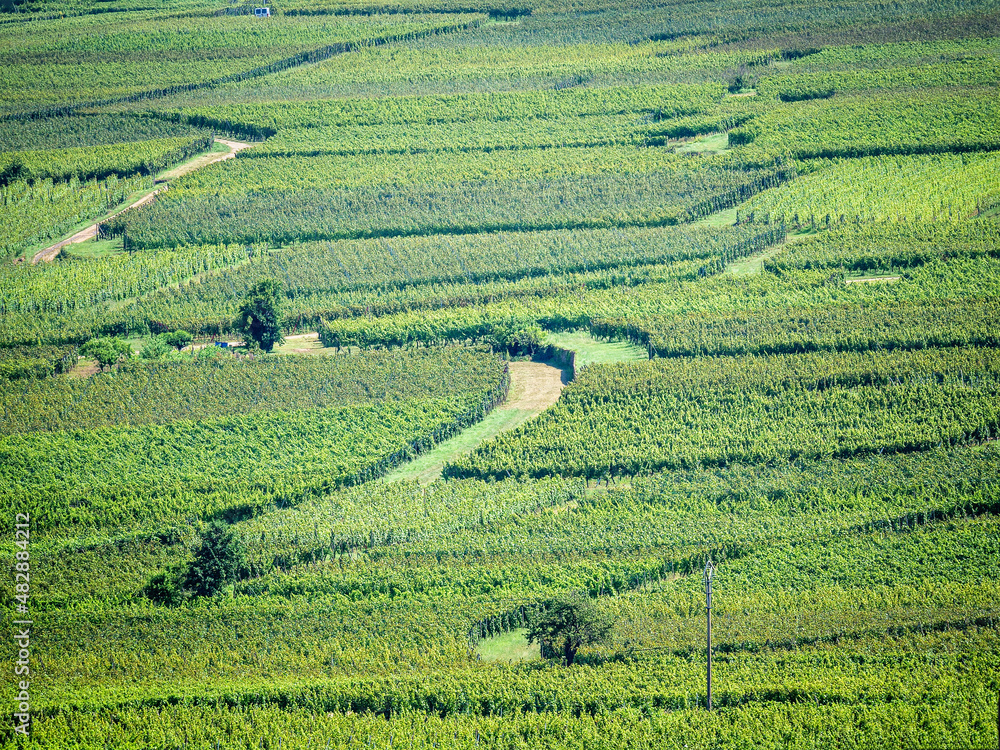 Vineyards in the French Alsace. The Alsace is famous for its white wines