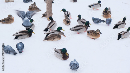 flock of ducks on snow in winter forest