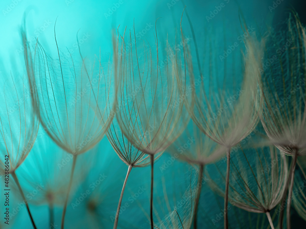 Fototapeta Abstract dandelion flower background. Seed macro closeup. Soft focus . Spring nature