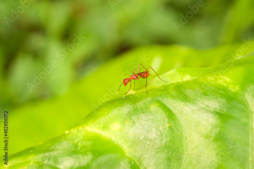 Single Red Ant on green leaf with green nature background © mitrarudra