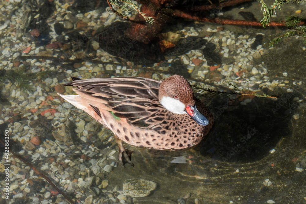 White-cheeked Pintail (Anas bahamensis) in park White-cheeked Pintail (Anas bahamensis) in park