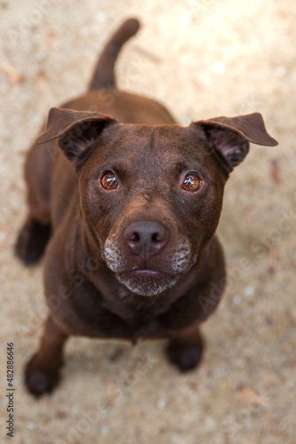 Patterdale Terrier photo