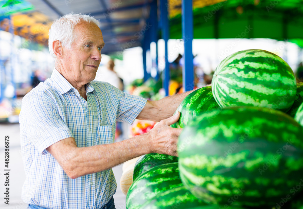Fototapeta premium retired european man buys melons and watermelons in market