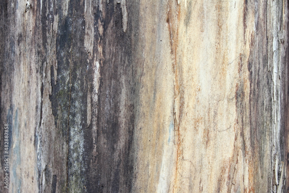 Weathered tree trunk textured background Weathered tree trunk textured background