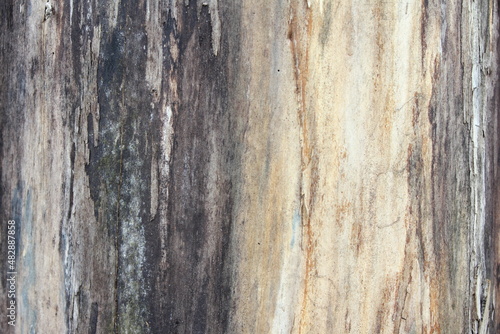 Weathered tree trunk textured background