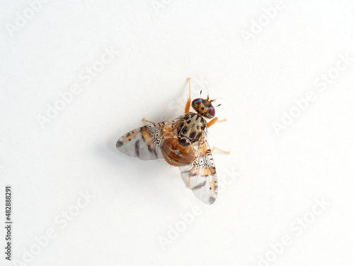 Mediterranean Fruit Fly. Ceratitis capitata.