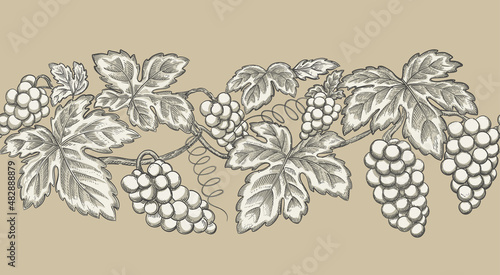 Hand drawing print with grapevine frame. Vintage seamless border. Vector illustration.