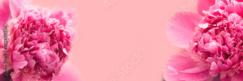 Pink peonies on pink background with copy space, header. Floral wide panoramic web banner design