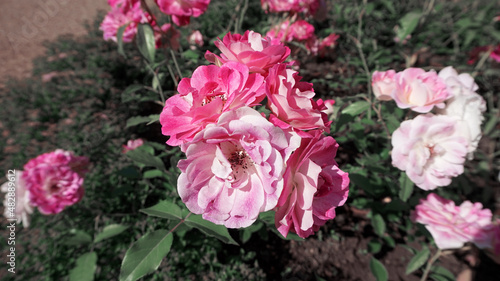 Wallpaper Mural beautiful flowers in the garden Torontodigital.ca