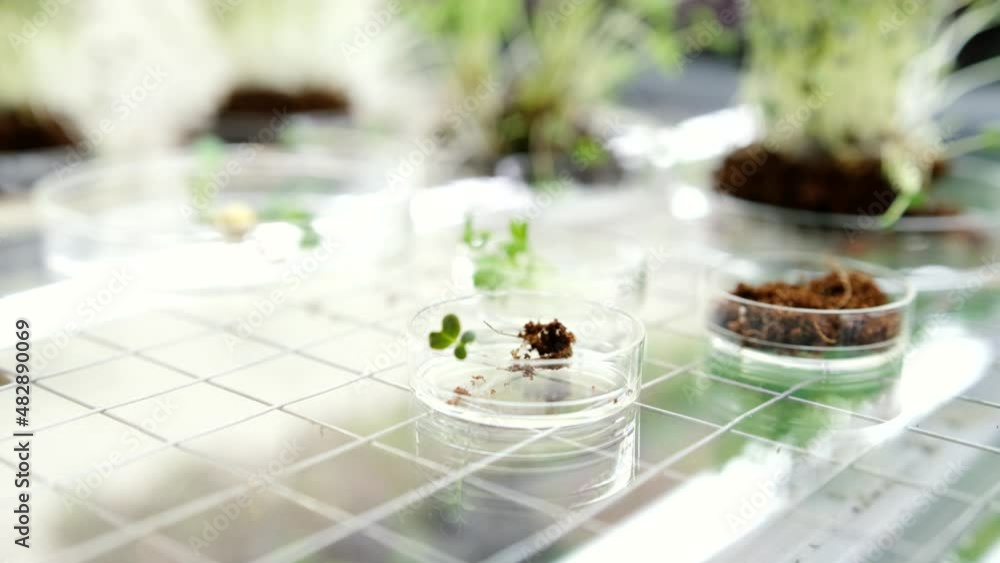 Fresh microgreens in test tubes in laboratory for study Fresh microgreens in test tubes in laboratory for study