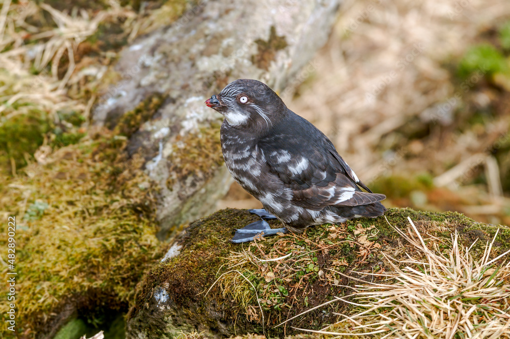 Fototapeta premium Least Auklet (Aethia pusilla) at colony in St. George Island, Pribilof Islands, Alaska, USA