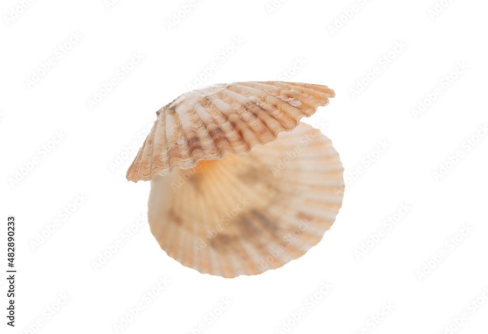 Pearl shell opened empty isolated cutout on white background. Seashell overhead, sea nature Pearl shell opened empty isolated cutout on white background. Seashell overhead, sea nature