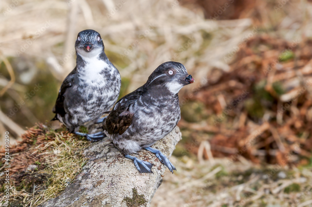 Fototapeta premium Least Auklet (Aethia pusilla) at colony in St. George Island, Pribilof Islands, Alaska, USA