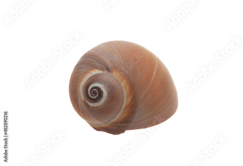 Fresh water snail isolated cutout on white. Overhead view of brown gastropod mollusk