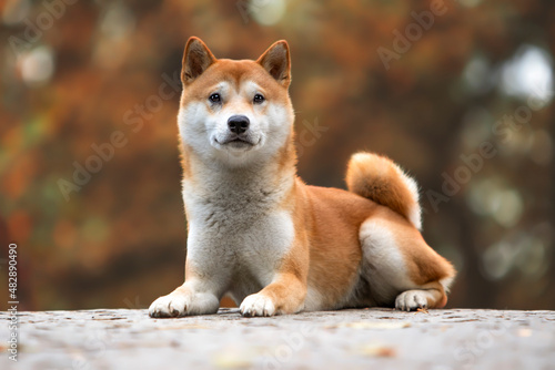 Shiba Inu