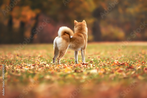 Fotografía Shiba Inu