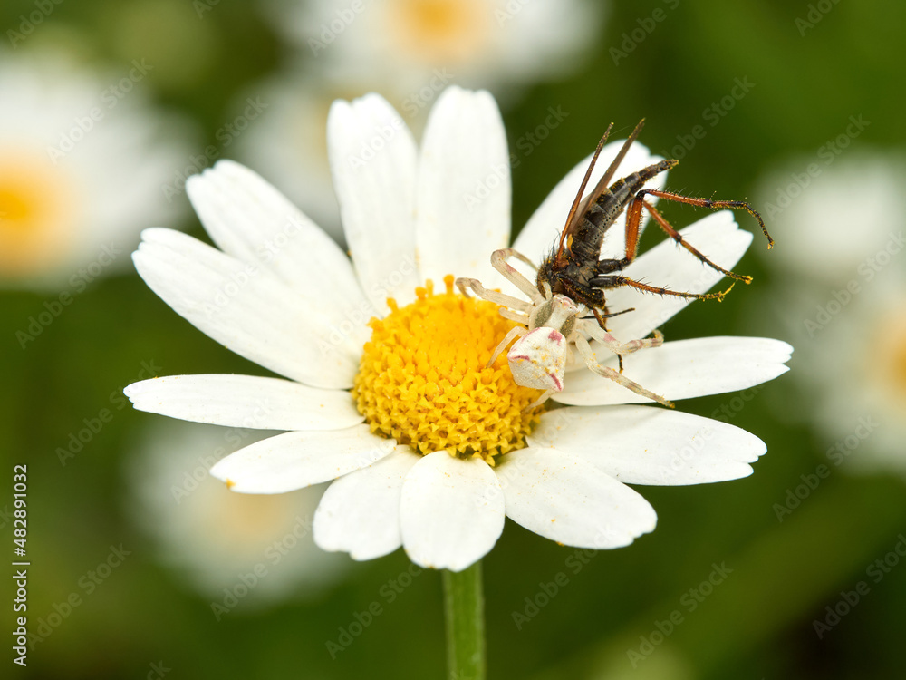 Pink Crab Spider. Thomisus onustus