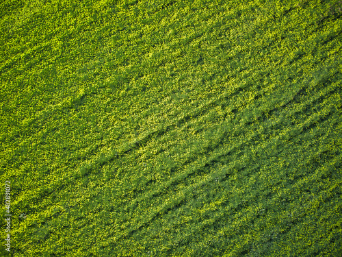 aerial top view of green field with yellow flowers pattern