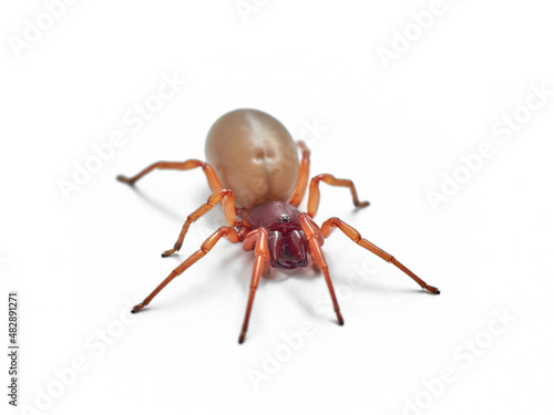 woodlouse spider, Dysdera crocata, photographed on white background