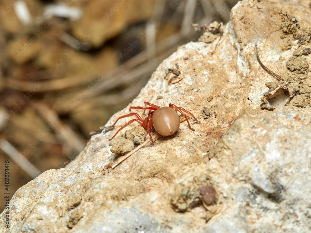woodlouse spider, Dysdera crocata, photographed on white background