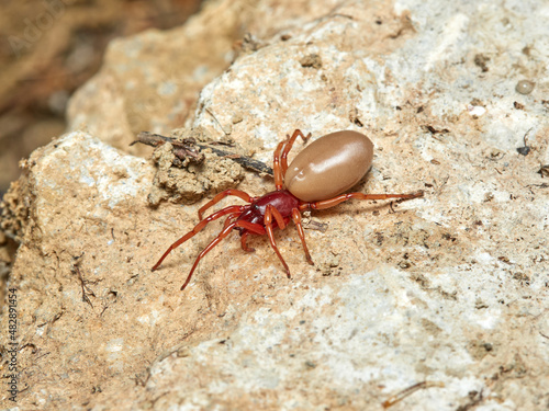 woodlouse spider, Dysdera crocata, photographed on white background photo