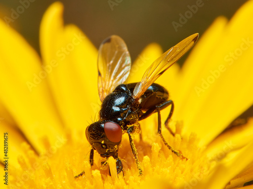 Black fly on a yellow flower. Ulidia apicalis