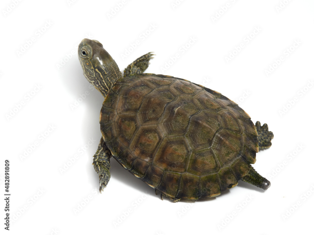 Mediterranean turtle (Mauremys leprosa) Mediterranean turtle (Mauremys leprosa)