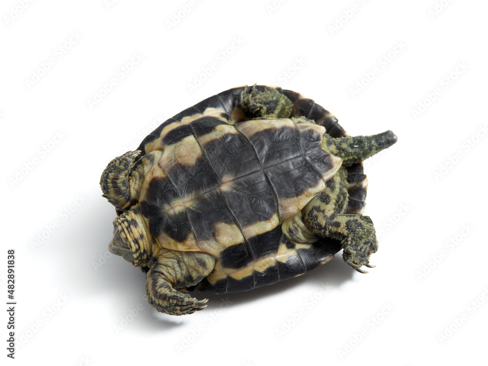 Obraz premium Mediterranean turtle (Mauremys leprosa)