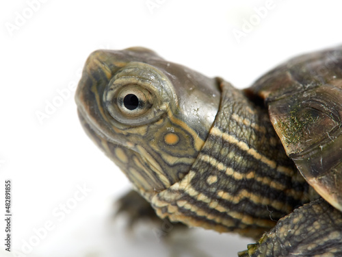 Mediterranean turtle (Mauremys leprosa)