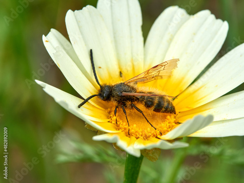 Wasp on a flower. Dasyscolia ciliata