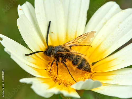 Wasp on a flower. Dasyscolia ciliata © Macronatura.es