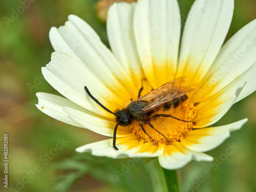 Wasp on a flower. Dasyscolia ciliata