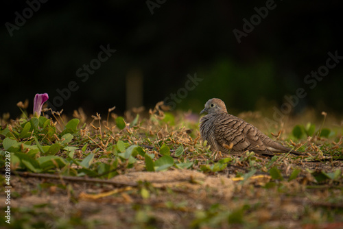 Zebra dove (Geopelia striata) is resting on the ground at sunset. Also known as barred ground dove, Columbidae, native to Southeast Asia photo