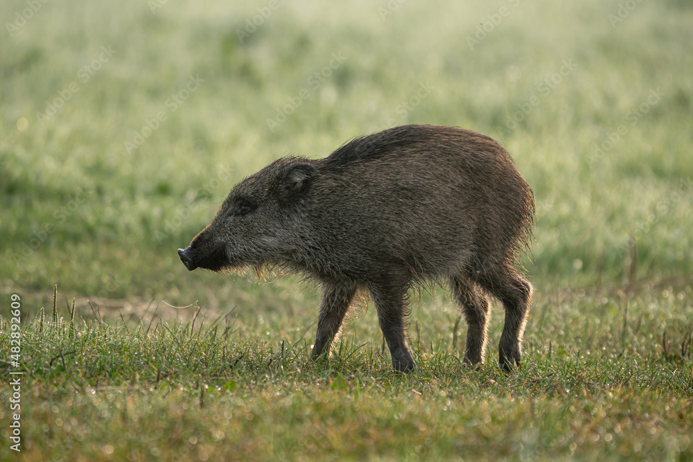 Young wild boar (Sus Scrofa) running in the grass meadow on a wet sunny morning. Wildlife scene from nature. Colorful picture of wild animal Young wild boar (Sus Scrofa) running in the grass meadow on a wet sunny morning. Wildlife scene from nature. Colorful picture of wild animal