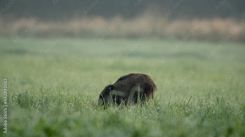 Young wild boar (Sus Scrofa) running in the grass meadow on a wet sunny morning. Wildlife scene from nature. Colorful picture of wild animal Young wild boar (Sus Scrofa) running in the grass meadow on a wet sunny morning. Wildlife scene from nature. Colorful picture of wild animal