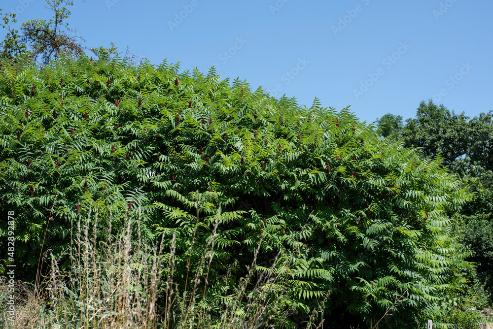 a large shrub of a staghorn sumac