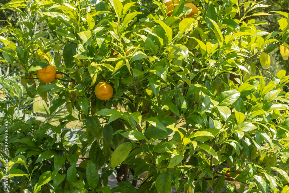 orange fruits at a tree in bright sunshine