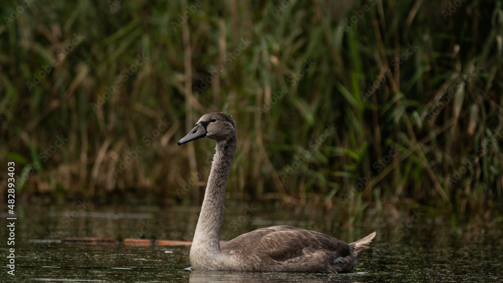 Fototapeta premium Young Mute Swan (Cygnus olor) on the lake among the reeds. Wildlife scene with water bird. Swan on summer day in calm water. Bird in the nature habitat