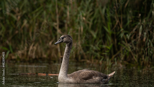 Young Mute Swan  Cygnus olor  on the lake among the reeds. Wildlife scene with water bird. Swan on summer day in calm water. Bird in the nature habitat