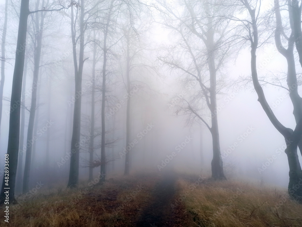 Obraz premium misty forest