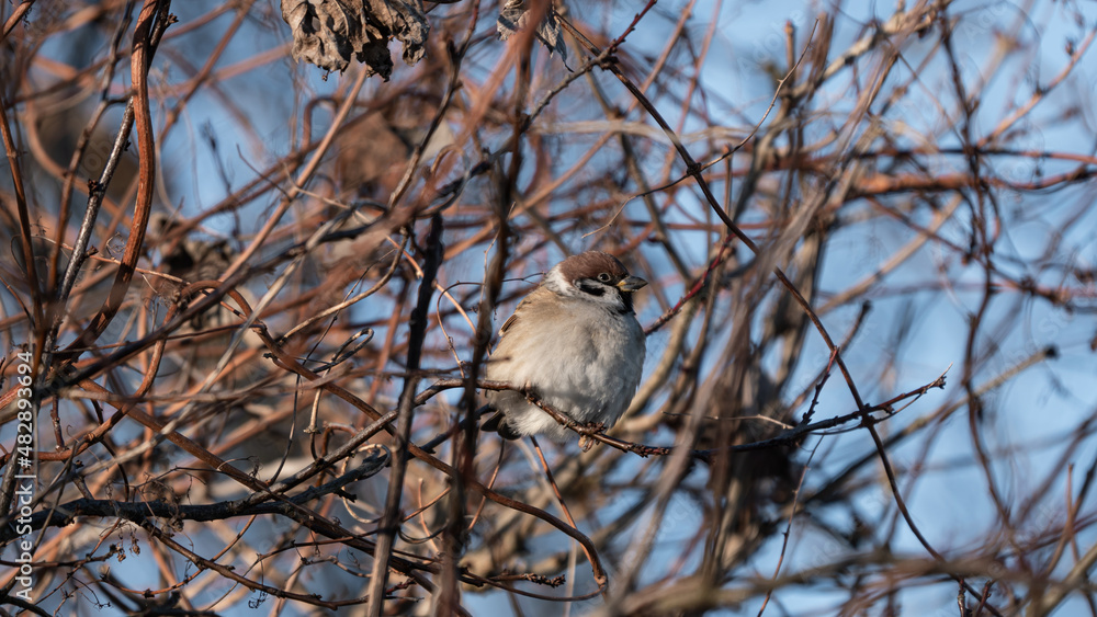 The Eurasian Tree Sparrow (Passer montanus) sits on a dry branch in the crown of trees The Eurasian Tree Sparrow (Passer montanus) sits on a dry branch in the crown of trees