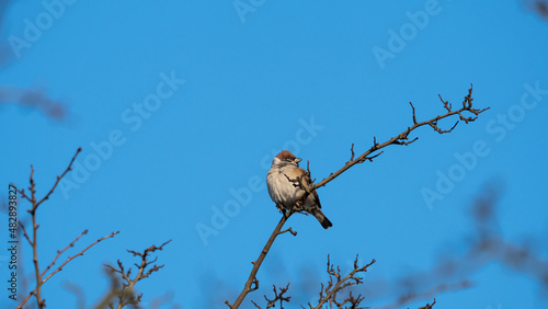 The Eurasian Tree Sparrow (Passer montanus) sits on a dry branch in the crown of trees on blue sky background photo