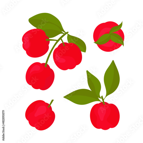 Acerola. An evergreen shrub. Branch, fruit, berries.