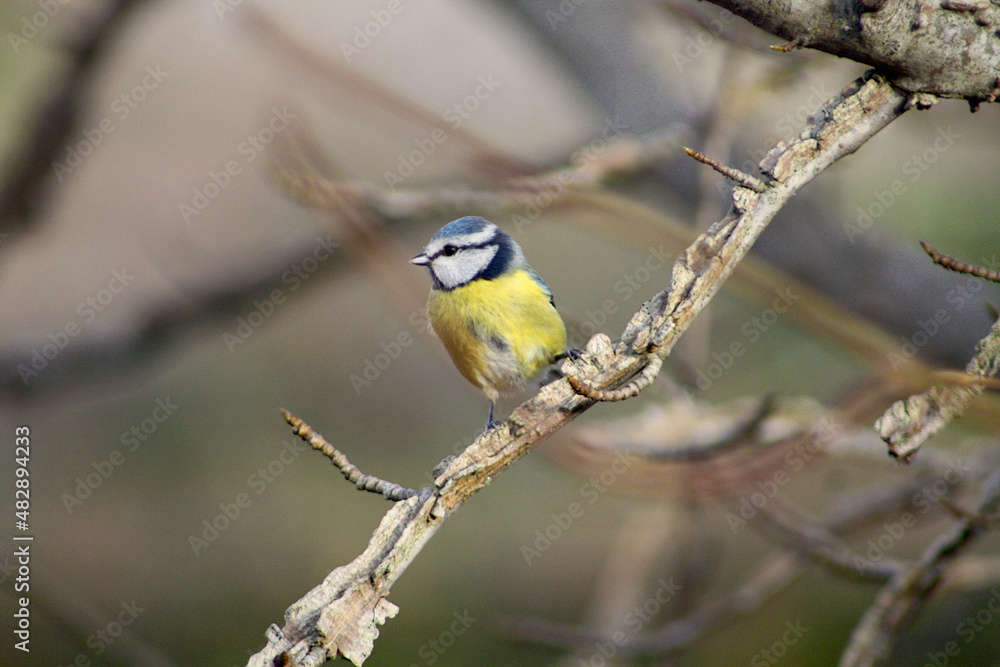 Blaumeise (Cyanistes caeruleus, Syn.: Parus caeruleus) auf einem Ast sitzend Blaumeise (Cyanistes caeruleus, Syn.: Parus caeruleus) auf einem Ast sitzend