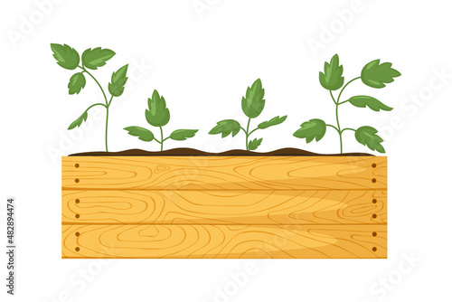 Wooden garden box with seedlings. Young green shoots with leaves in box with earth. Gardening, agriculture, vegetable garden. Bright vector illustration, cartoon style isolated on white background