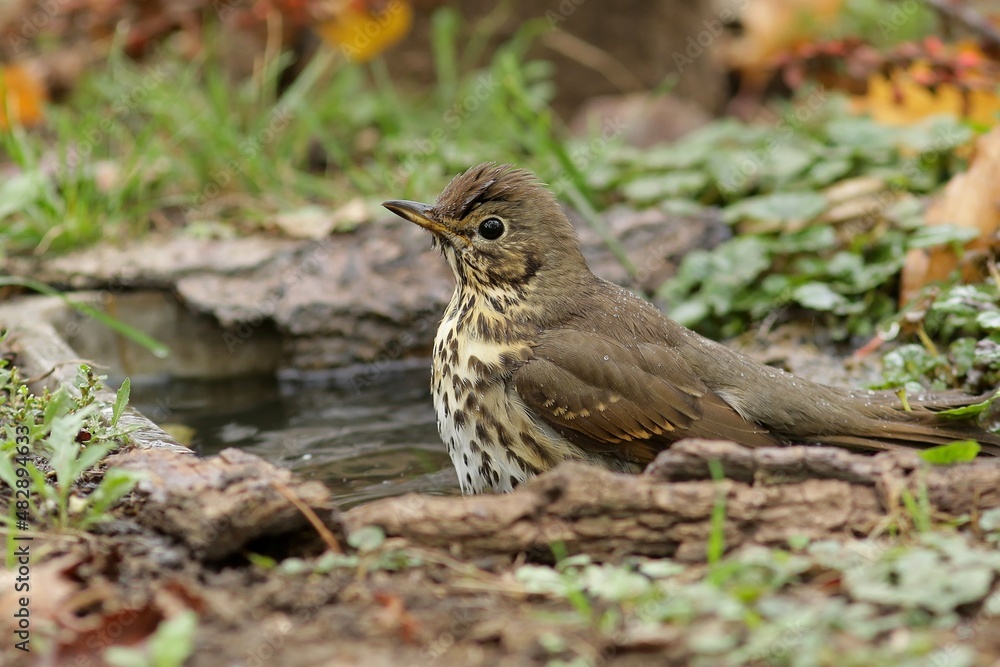 robin on the grass robin on the grass