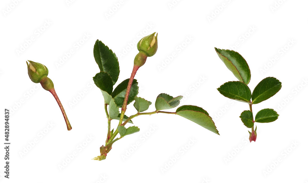 Set of green rose leaves and buds isolated Set of green rose leaves and buds isolated