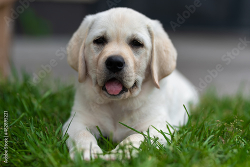 little labrador retriever puppy lies on the grass and yawns and shows tongue